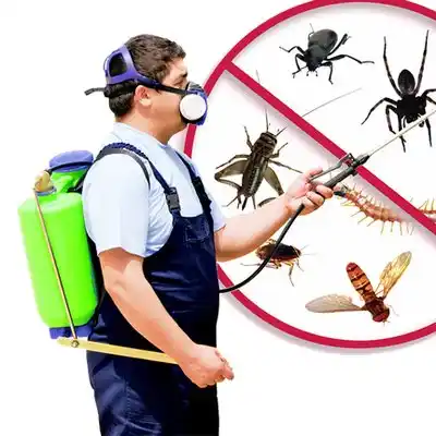 pest control Laurium